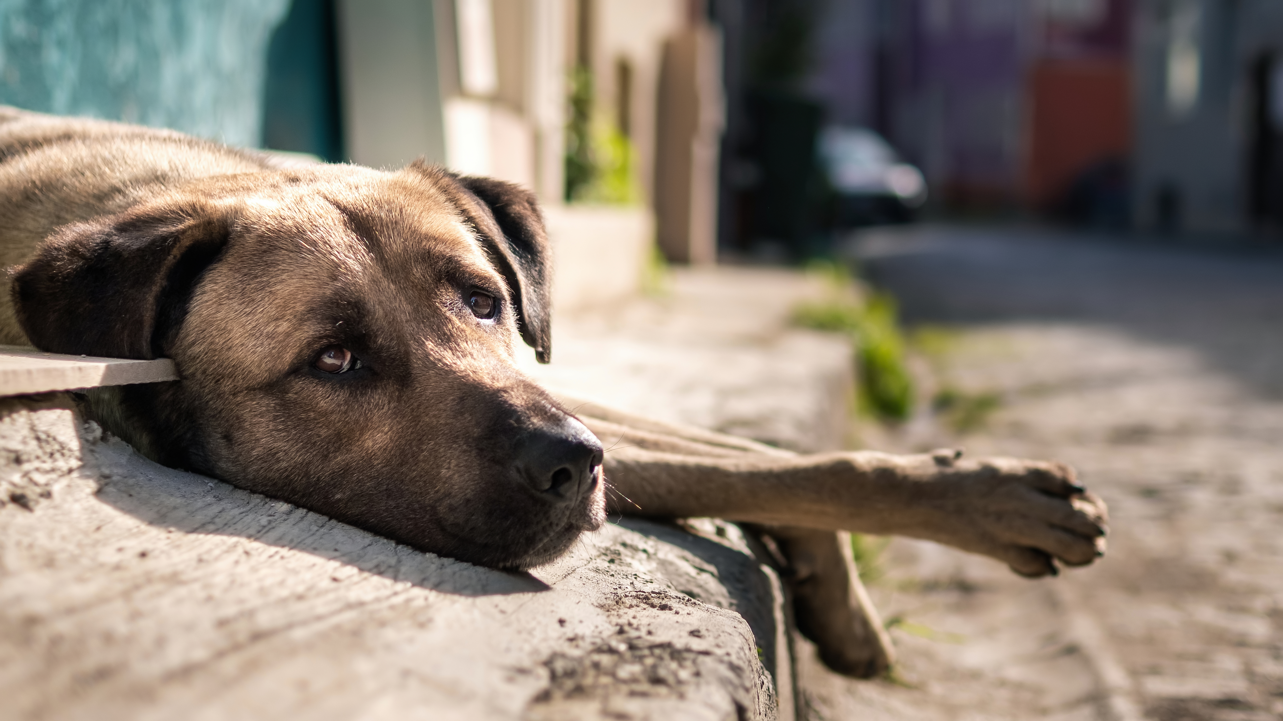 Cachorro em situação de abandono olhando tristemente